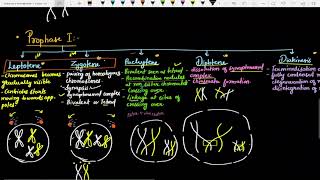 Meiosis in detail  Meiosis simplified in Hindi [upl. by Bartel]