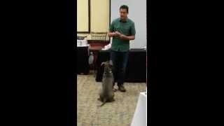 Teaching a Recall with Hand Targeting  Positive Reinforcement Dog Training [upl. by Anelra]