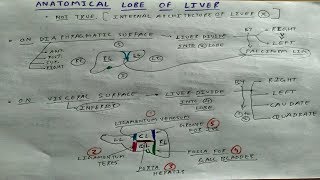 Anatomical Lobe of Liver  4  Abdomen Anatomy  TCML [upl. by Yrreiht]