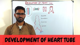 Development of Heart Tube Embryology  CVS Embryology [upl. by Rednasyl]