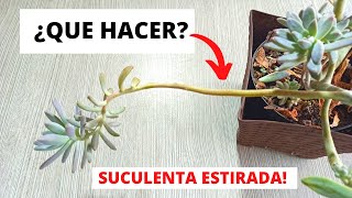 Suculenta Etiolada ¿Que hacer [upl. by Enilav749]