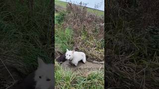 Ohje 🙈 Zwei Drecksspatzen 🐾🎬 dog bergerblancsuisse labrador dreckig [upl. by Goth724]