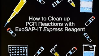 How to Clean up PCR Reactions with ExoSAPIT Express Reagent [upl. by Annasor]