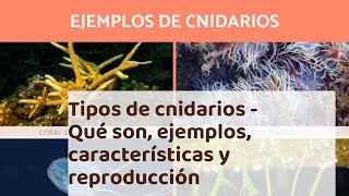 Tipos de cnidarios  Qué son ejemplos características y reproducción [upl. by Akahs]