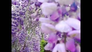 Arizona Wisteria Garden [upl. by Carpenter]