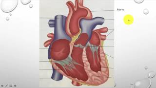 GCSE PE – Lesson 15  The Functions of the Cardiovascular System In Physical Education [upl. by Ettennej]