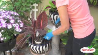 Garden Design Canna Spiky Cordyline Calibrachoa [upl. by Anirtak315]