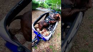 Petit teaser des prochaines vidéo  americanbully bouledogueamericain Bullitt cargobike chien [upl. by Renato151]