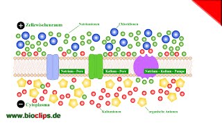 Ruhepotential der Nervenzelle [upl. by Ellessig]