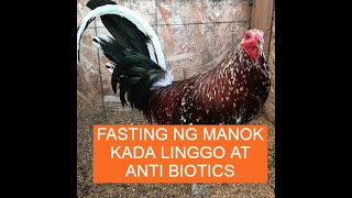 Sabong tips FASTING NG MANOK KADA LINGGO AT ANTI BIOTICS [upl. by Woodman6]