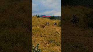 Best Warthog And Jungle Dog Comedy Video funny ytshorts [upl. by Froma]