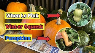 3 Easy Tests to Tell When to Pick Winter Squash amp Pumpkins [upl. by Oneg576]