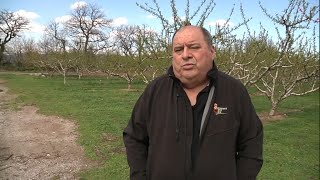 Face au froid les arboriculteurs craignent de perdre leur récolte [upl. by Reivaxe]