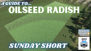 A Guide to Oilseed Radish in Farming Simulator 19 [upl. by Bertasi566]