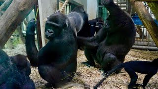 Gorillas Are Wary When Silverback Approaches Baby [upl. by Mccartan]