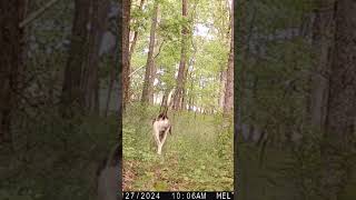 Coon Dog on the Hunt shorts trailcam trailcam [upl. by Tzong]