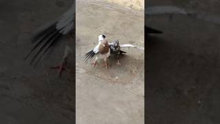 pigeon pigeonmemes funny funnypigeon comedy giribaazkabootar attitude itspigeonlover [upl. by Patrich]