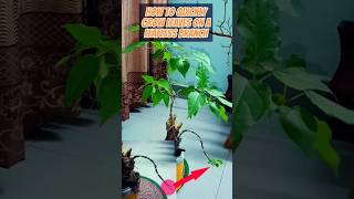 How to quickly grow leaves on leafless branch 🌿🫰 ytshorts shortsviral bonsai gardening planting [upl. by Remus]