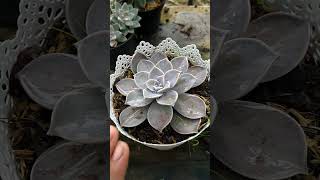 Graptopetalum Paraguayense Sol directo o sombra  ¿Cuál prefieres 🤔 shorts [upl. by Afesoj]