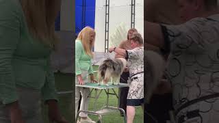 Best of show International Dogs Show «Фаворит 2024» Kazakstan Almaty dogshow dogshorts [upl. by Alexandre885]