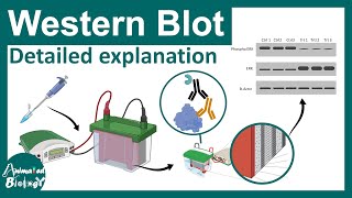 Western blot explained in details  Applications of western blot  CSIR NET [upl. by Gnouh]