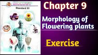 Morphology of Flowering plants class 11 biology chapter 9 exercise solutions Tayyarijeetki [upl. by Oregolac]