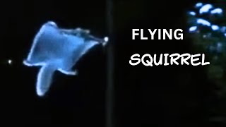 The Amazing Life of a Flying Squirrel [upl. by Mahon]