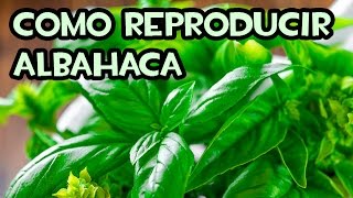 Como reproducir Albahaca por Esquejes  Sin Hormonas [upl. by Lunna]