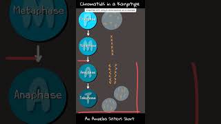 Chromatids in a Karyotype  Amoeba Sisters Shorts [upl. by Lleneg]