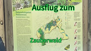 Zauberwald Bernau Schwarzwald [upl. by Dyanna]