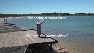 Stromatolites in Western Australia [upl. by Sidon]