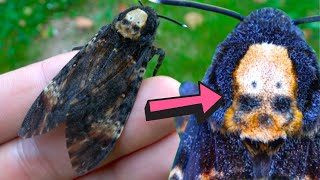 Deathshead hawkmoth  SKULL MARKING   Acherontia atropos Biology amp Fun facts [upl. by Nelhsa]