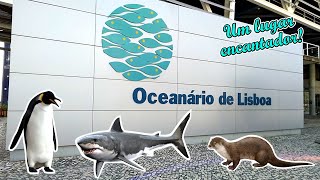 Conheça esse incrível Oceanário em Lisboa [upl. by Aneetsyrk]