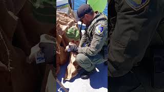 Opening Day Rockfish season Fish and Wildlife inspect our fish 412024 fishing fishandgame [upl. by Hashum645]