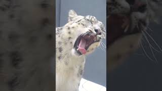 Philadelphia Zoo welcomes Marcy the snow leopard to their habitat [upl. by Desirae932]