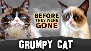 Grumpy Cat  Before They Were Gone  Tardar Sauce [upl. by Neenahs]