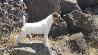 PARSONS RUSSELL TERRIER MONREAL [upl. by Nidak308]