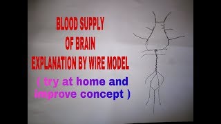 Blood Supply of Brain  12 [upl. by Delila]