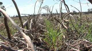 No Till  06 Retain Trash Tobin NoTill  Disc Drill Seeding [upl. by Zuckerman920]