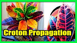 How to Grow Croton From Cuttings Propagate Croton From Stem Cutting [upl. by Alyar]