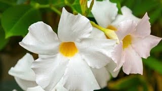 How to grow Mandevilla plants proper soil mixture [upl. by Seraphina526]