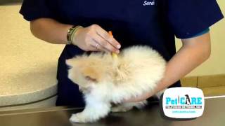 How to Remove a Tick on your Pet [upl. by Lidah]