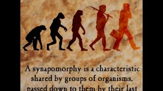 Synapomorphy Definition and Examples [upl. by Meekahs]