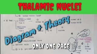 Thalamic Nuclei1  Name of thalamic Nuclei  Diagram only in one page [upl. by Anilac]