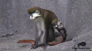 Baby RedTailed Guenon [upl. by Llenahc]