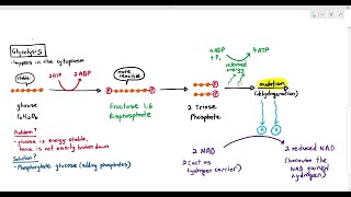 125 Glycolysis Cambridge AS A Level Biology 9700 [upl. by Lanae]