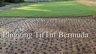 Planting TifTuf bermuda Grass Plugs from Sod Using the ProPlugger [upl. by Groves]