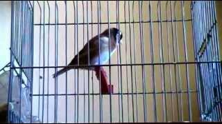 la plus longue VIDEO chardonneret sur youtube καρδερίνα Carduelis marocain 11 mois 2012 [upl. by Desdee407]