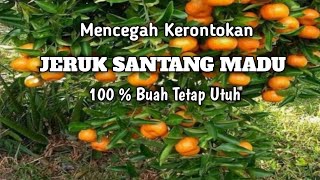 Rahasia SUKSES Menanam JERUK SANTANG MADU Dalam Pot Cepat Berbuah Agar Buah Tidak Rontok [upl. by Oigile153]