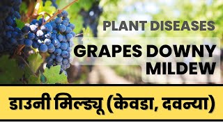 Grapes Downy Mildew Disease Life Cycle [upl. by Atiuqiram]